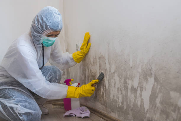Mold Removal and Inspection in College Park, GA