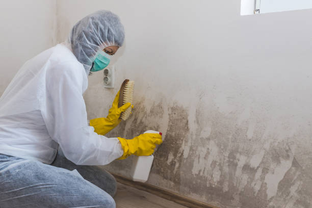 Best Mold Damage Repair  in College Park, GA
