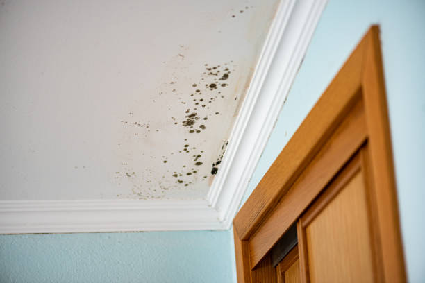 Best Certified Mold Removal  in College Park, GA