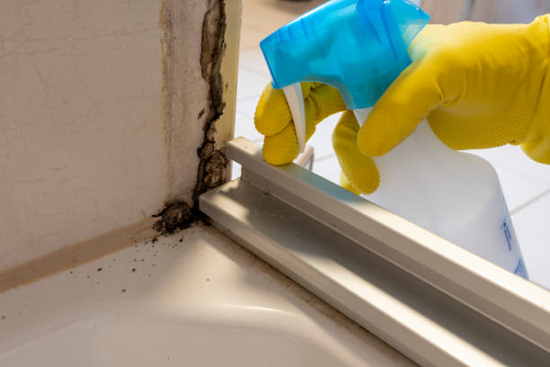 Mold Removal Process in College Park, GA