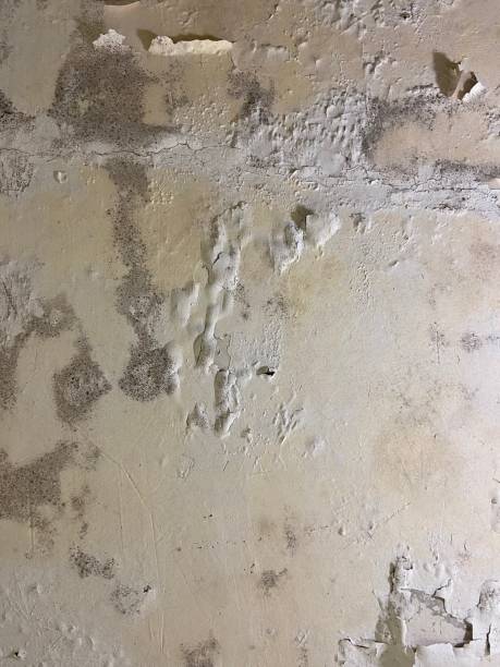 Best Fast Mold Removal  in College Park, GA