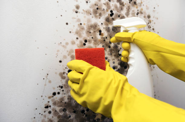 Best Certified Mold Removal  in College Park, GA