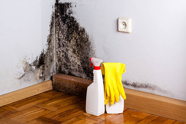 Office Mold Removal Services in College Park, GA